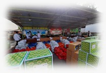 Kegiatan penanaman pohon