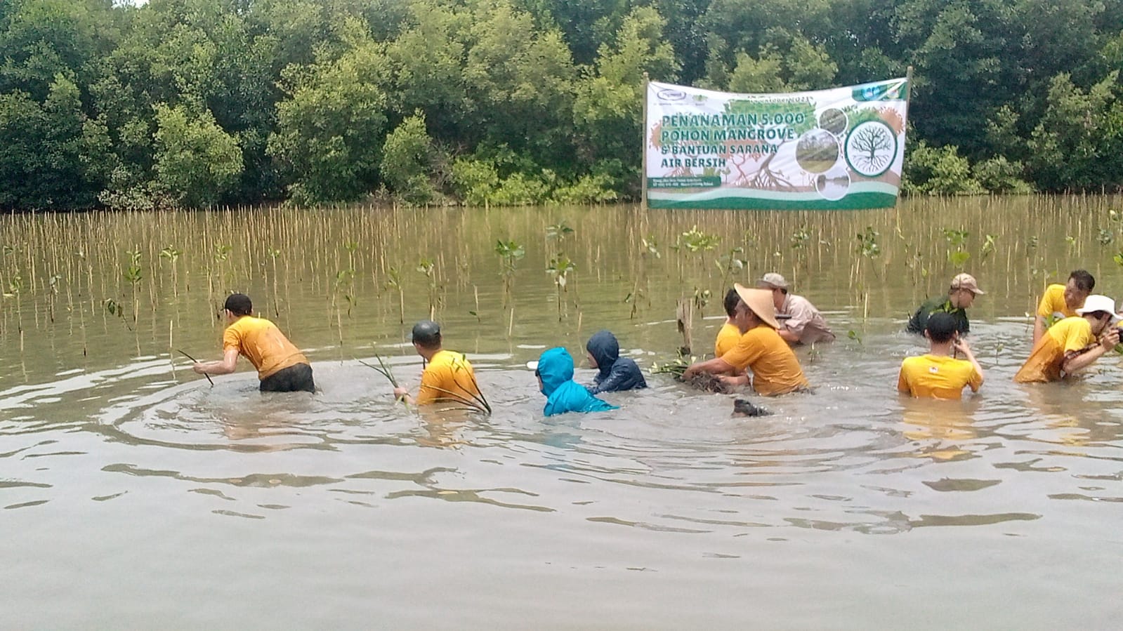 PENANAMAN 5000 POHON MANGROVE