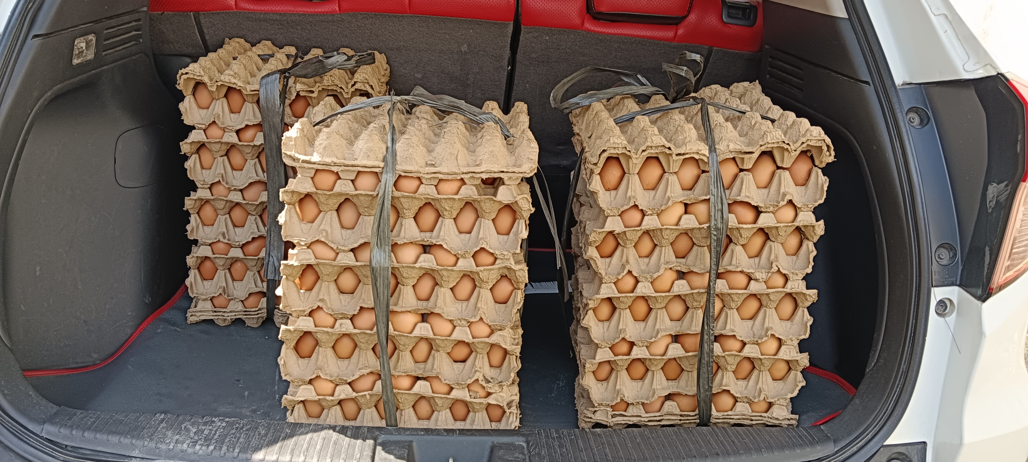 Bantuan telur dan susu untuk penangulangan Stunting
