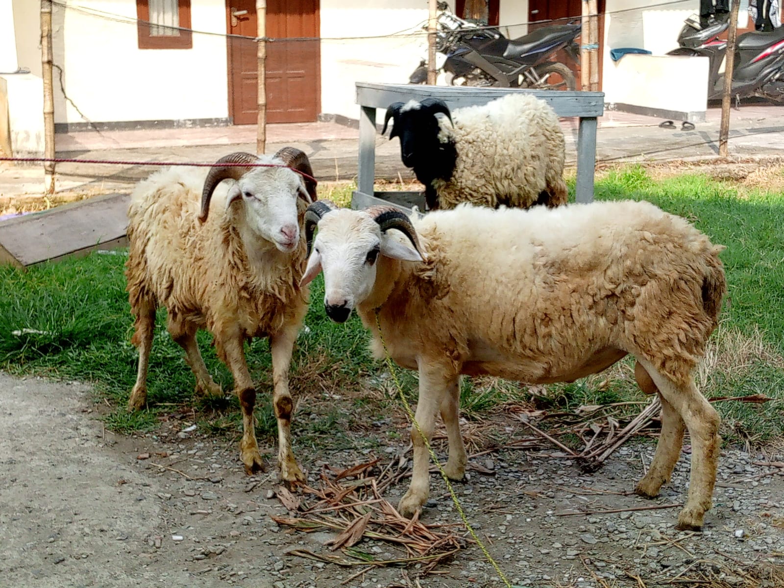 PEMBERIAN KAMBING KURBAN