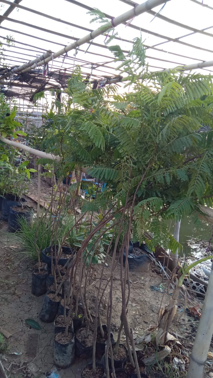Donasi Bibit Buah Produktif Muaragembong November 2024
