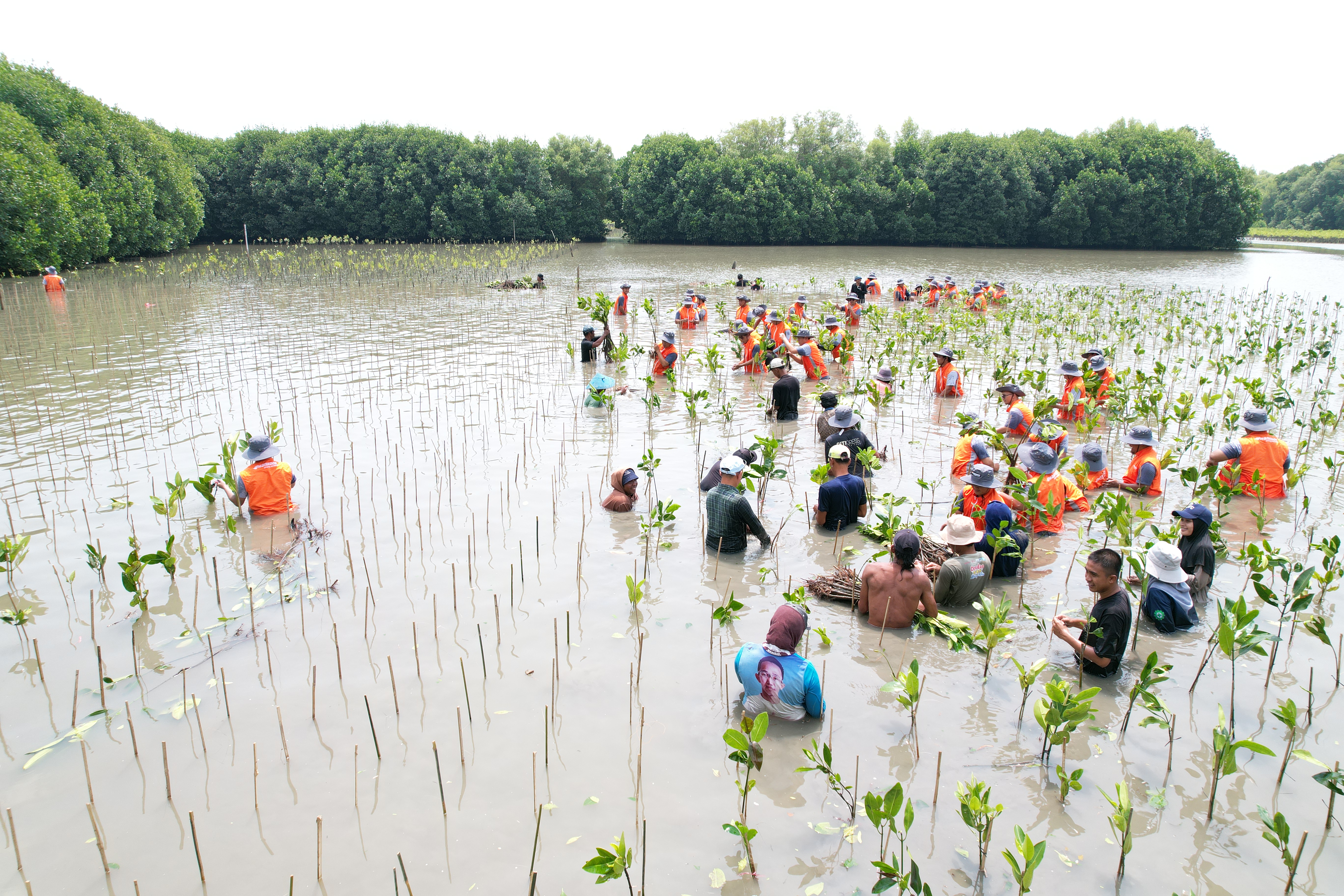 Penanaman 5,000 bibit pohon mangrove