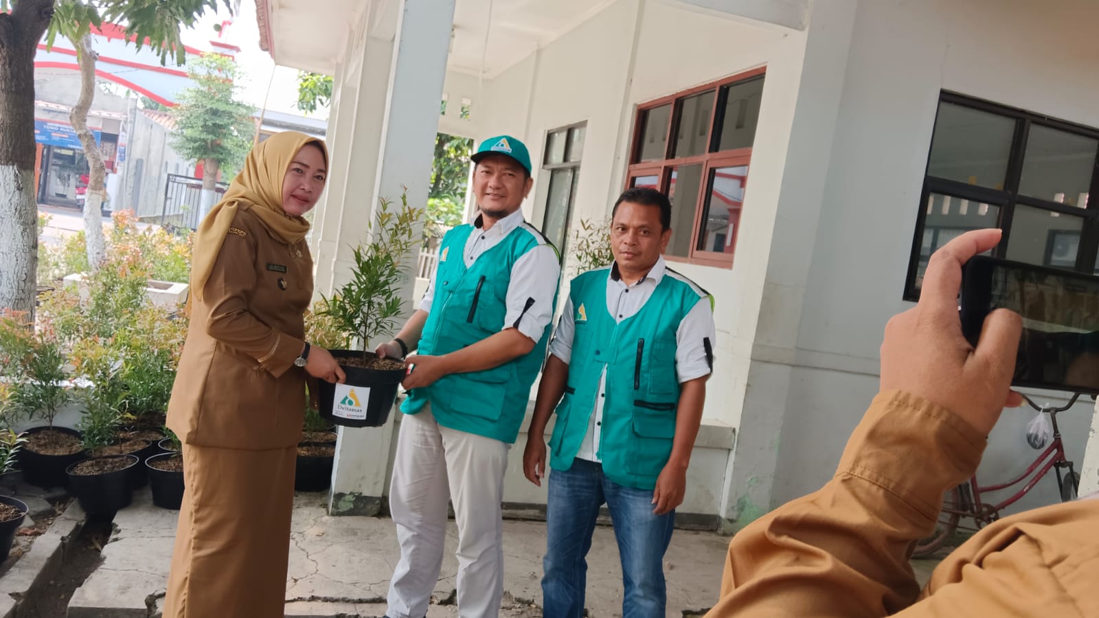 bantuan tanaman hias pucuk merah