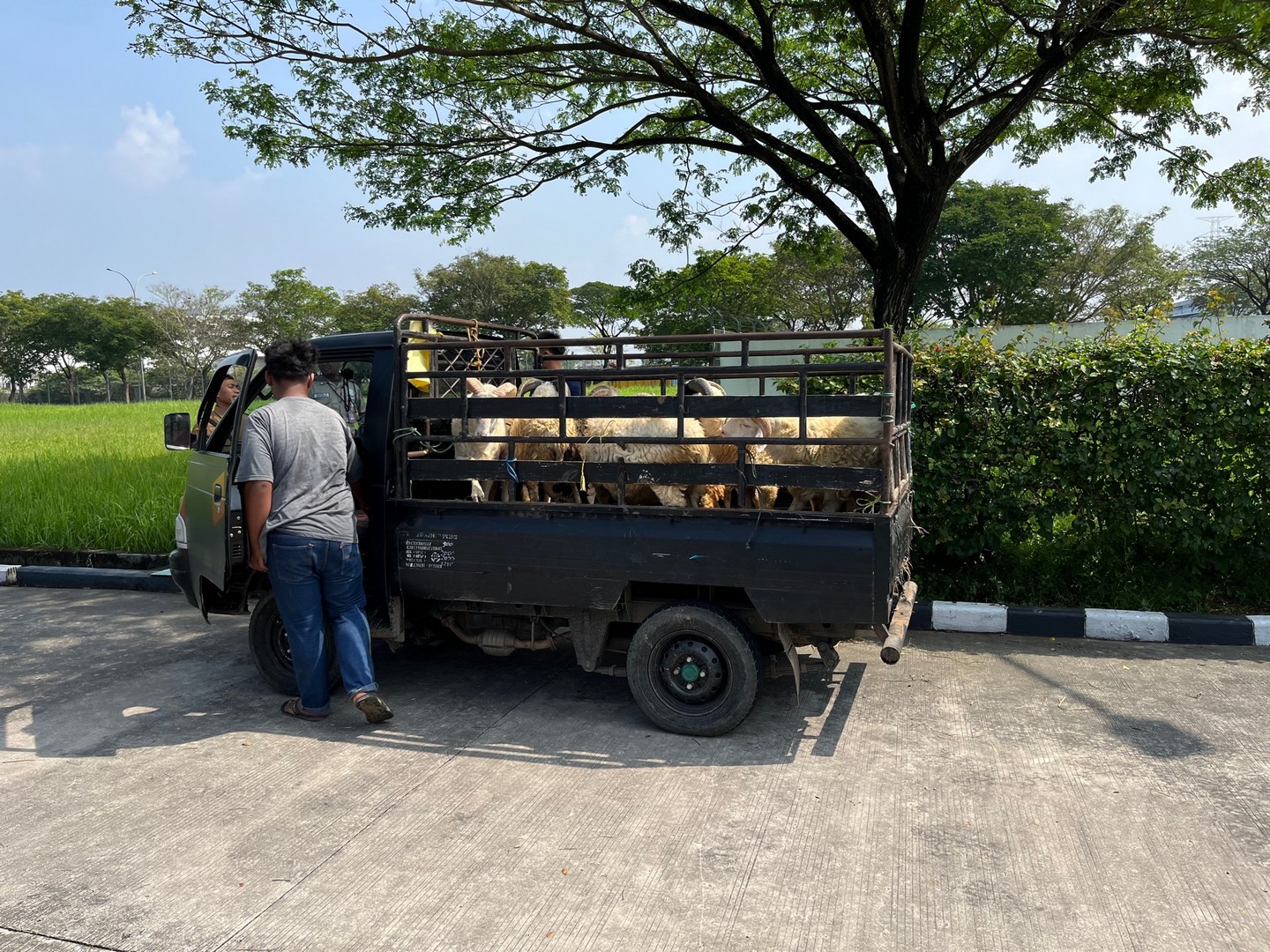 Bantuan Hewan Qurban