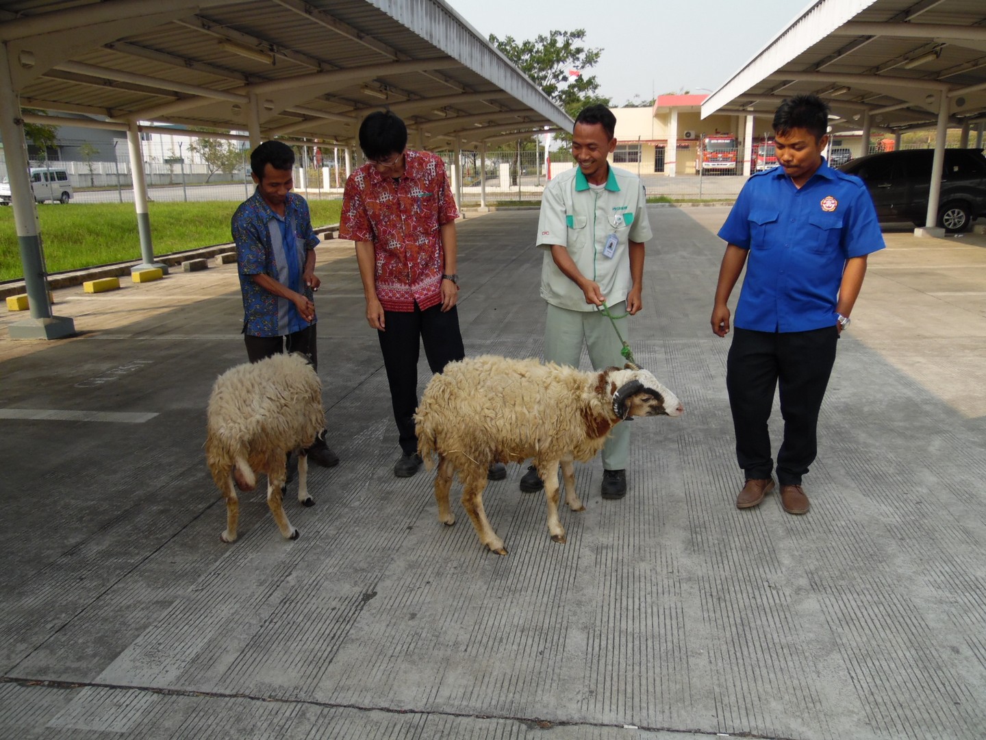 Bantuan Hewan Qurban