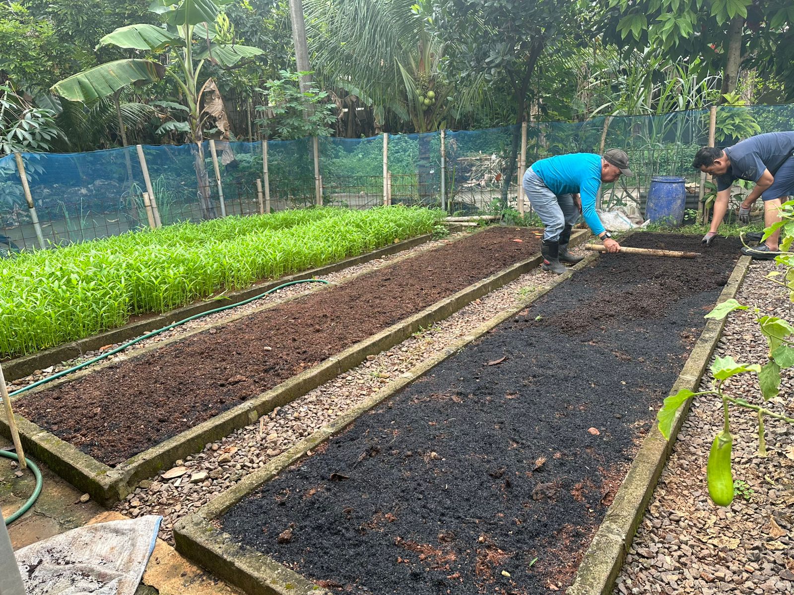 Kelompok Tani Delima Budidaya Sayur