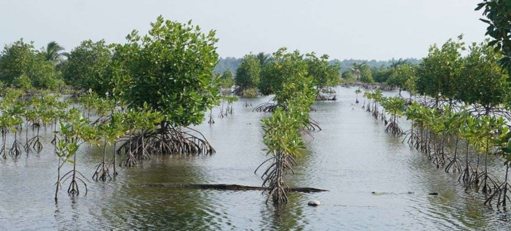 Penanaman Mangrove di Desa Pantai Bahagia Kecamatan Muara Gembong 
