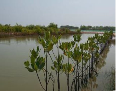 PENANAMAN MANGROVE DAN PEMBERDAYAAN MASYARAKAT UNTUK MENCEGAH ABRASI DI PANTAI MUARA GEMBONG KABUPATEN BEKASI