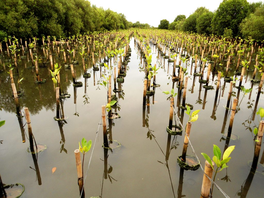 Penanaman Mangrove di Kecamatan Muara Gembong